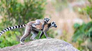 madagascar 5