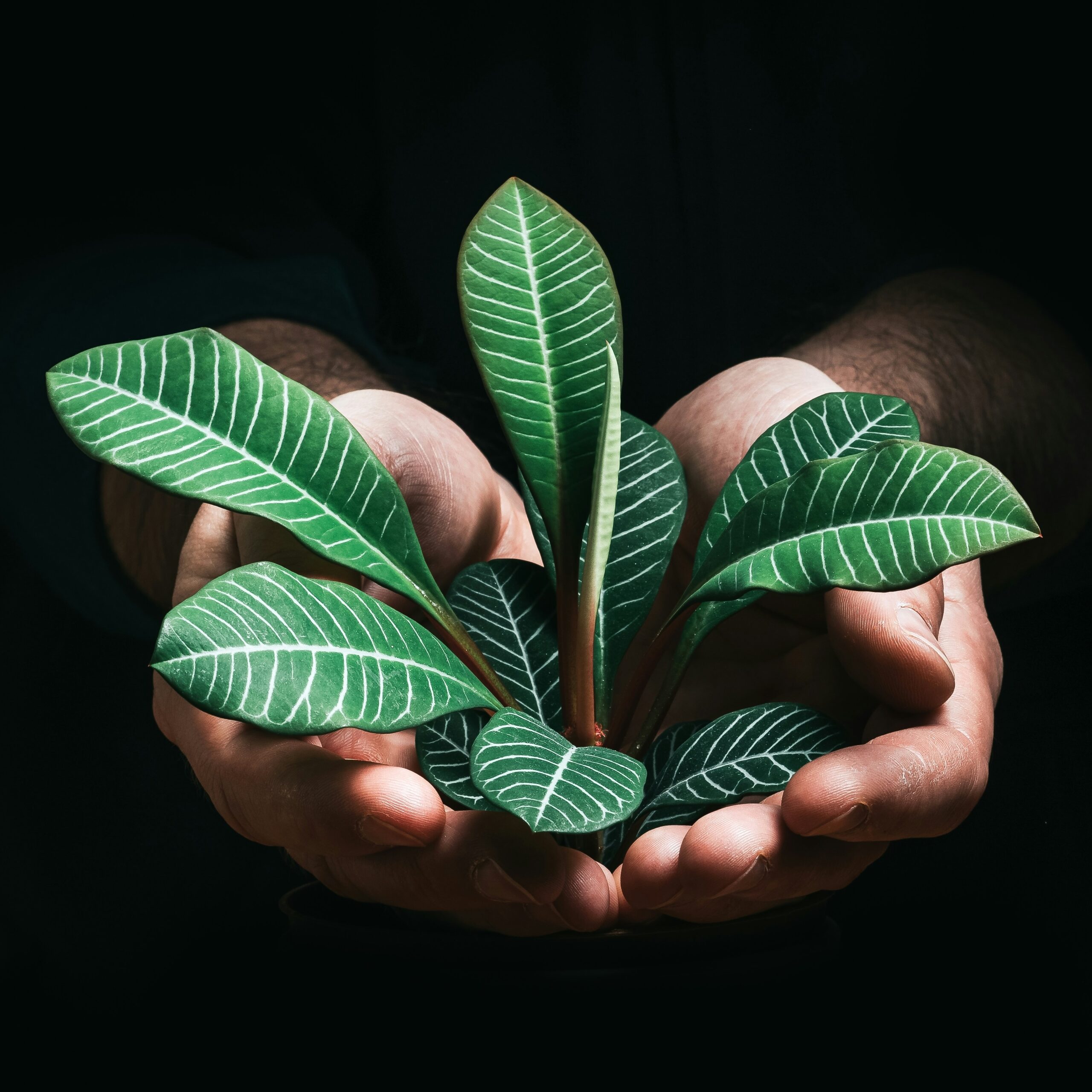 jan-kopriva-OHo8ST9kugw-unsplash