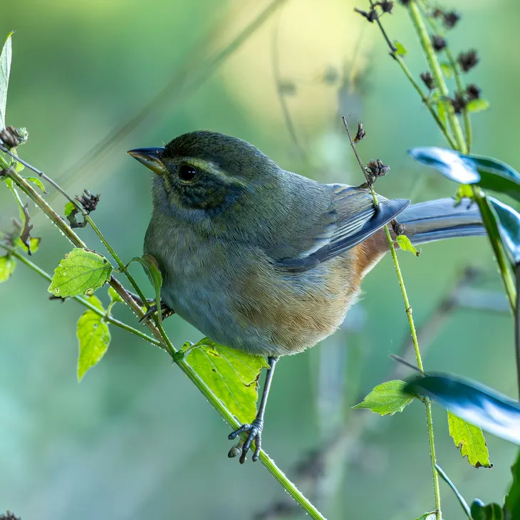 bird